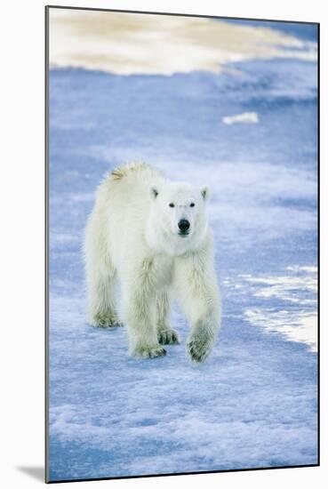 Polar Bear on Sea Ice-DLILLC-Mounted Photographic Print