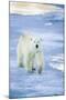 Polar Bear on Sea Ice-DLILLC-Mounted Photographic Print