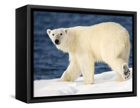 Polar Bear on Snow Covered Iceberg at Spitsbergen-Paul Souders-Framed Stretched Canvas