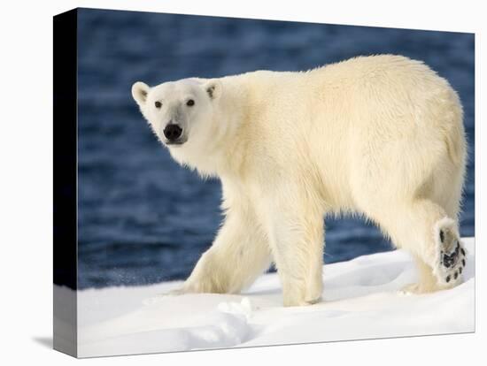 Polar Bear on Snow Covered Iceberg at Spitsbergen-Paul Souders-Stretched Canvas