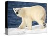 Polar Bear on Snow Covered Iceberg at Spitsbergen-Paul Souders-Stretched Canvas