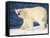 Polar Bear on Snow Covered Iceberg at Spitsbergen-Paul Souders-Framed Stretched Canvas