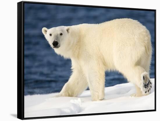 Polar Bear on Snow Covered Iceberg at Spitsbergen-Paul Souders-Framed Stretched Canvas