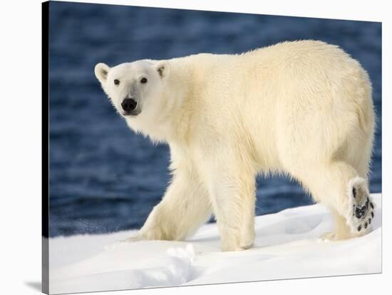 Polar Bear on Snow Covered Iceberg at Spitsbergen-Paul Souders-Stretched Canvas