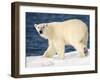 Polar Bear on Snow Covered Iceberg at Spitsbergen-Paul Souders-Framed Premium Photographic Print