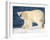 Polar Bear on Snow Covered Iceberg at Spitsbergen-Paul Souders-Framed Premium Photographic Print