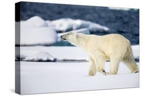 Polar Bear on Snow Covered Iceberg at Spitsbergen-Paul Souders-Stretched Canvas