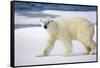 Polar Bear on Snow Covered Iceberg at Spitsbergen-Paul Souders-Framed Stretched Canvas
