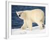 Polar Bear on Snow Covered Iceberg at Spitsbergen-Paul Souders-Framed Photographic Print