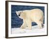 Polar Bear on Snow Covered Iceberg at Spitsbergen-Paul Souders-Framed Photographic Print