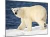 Polar Bear on Snow Covered Iceberg at Spitsbergen-Paul Souders-Mounted Photographic Print