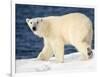 Polar Bear on Snow Covered Iceberg at Spitsbergen-Paul Souders-Framed Photographic Print