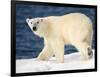 Polar Bear on Snow Covered Iceberg at Spitsbergen-Paul Souders-Framed Photographic Print