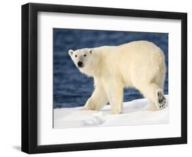 Polar Bear on Snow Covered Iceberg at Spitsbergen-Paul Souders-Framed Photographic Print