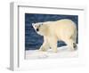 Polar Bear on Snow Covered Iceberg at Spitsbergen-Paul Souders-Framed Photographic Print