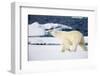 Polar Bear on Snow Covered Iceberg at Spitsbergen-Paul Souders-Framed Photographic Print