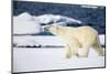 Polar Bear on Snow Covered Iceberg at Spitsbergen-Paul Souders-Mounted Photographic Print