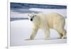 Polar Bear on Snow Covered Iceberg at Spitsbergen-Paul Souders-Framed Photographic Print