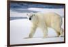 Polar Bear on Snow Covered Iceberg at Spitsbergen-Paul Souders-Framed Photographic Print