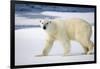 Polar Bear on Snow Covered Iceberg at Spitsbergen-Paul Souders-Framed Photographic Print