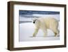 Polar Bear on Snow Covered Iceberg at Spitsbergen-Paul Souders-Framed Photographic Print