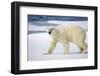 Polar Bear on Snow Covered Iceberg at Spitsbergen-Paul Souders-Framed Photographic Print