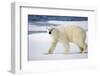 Polar Bear on Snow Covered Iceberg at Spitsbergen-Paul Souders-Framed Photographic Print