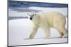 Polar Bear on Snow Covered Iceberg at Spitsbergen-Paul Souders-Mounted Photographic Print