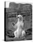 Polar Bear on the Mappin Terrace at London Zoo, 1926-1927-McLeish-Stretched Canvas