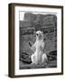 Polar Bear on the Mappin Terrace at London Zoo, 1926-1927-McLeish-Framed Giclee Print