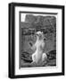 Polar Bear on the Mappin Terrace at London Zoo, 1926-1927-McLeish-Framed Giclee Print