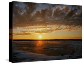 Polar Bear on the Tundra at Sunset-Howard Ruby-Stretched Canvas