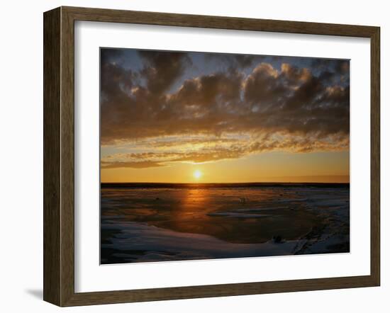 Polar Bear on the Tundra at Sunset-Howard Ruby-Framed Photographic Print