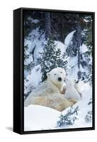 Polar Bear Parent with 2 Cubs-null-Framed Stretched Canvas