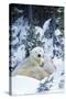 Polar Bear Parent with 2 Cubs-null-Stretched Canvas