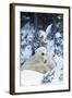 Polar Bear Parent with 2 Cubs-null-Framed Photographic Print