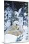 Polar Bear Parent with 2 Cubs-null-Mounted Photographic Print