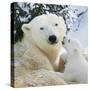 Polar Bear Parent with Cub-null-Stretched Canvas