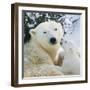 Polar Bear Parent with Cub-null-Framed Photographic Print
