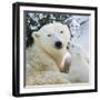 Polar Bear Parent with Cub-null-Framed Photographic Print