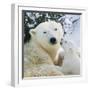 Polar Bear Parent with Cub-null-Framed Photographic Print