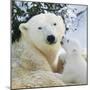 Polar Bear Parent with Cub-null-Mounted Photographic Print