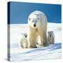 Polar Bear Parent with Cubs-null-Stretched Canvas
