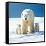 Polar Bear Parent with Cubs-null-Framed Stretched Canvas