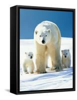 Polar Bear Parent with Cubs-null-Framed Stretched Canvas