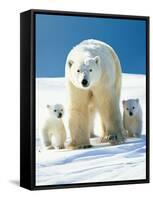 Polar Bear Parent with Cubs-null-Framed Stretched Canvas