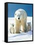 Polar Bear Parent with Cubs-null-Framed Stretched Canvas