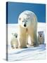 Polar Bear Parent with Cubs-null-Stretched Canvas