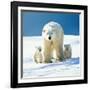 Polar Bear Parent with Cubs-null-Framed Photographic Print