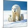 Polar Bear Parent with Cubs-null-Mounted Photographic Print